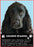 Cocker Spaniel Magnet