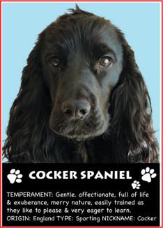Cocker Spaniel Magnet