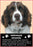 Springer Spaniel Magnet