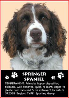 Springer Spaniel Magnet