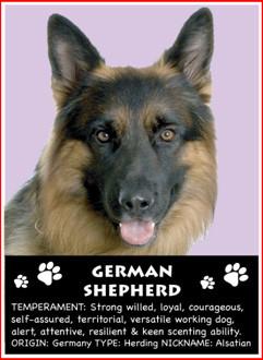 German Shepherd Magnet
