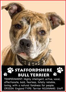 Stafford Bull Terrier Magnet
