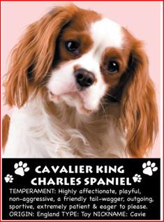 King Charles Spaniel Magnet