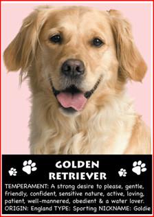 Golden Retriever Magnet