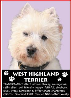 Highland Terrier Magnet