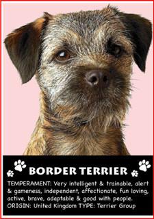 Border Terrier Magnet