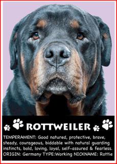 Rottweiler Magnet