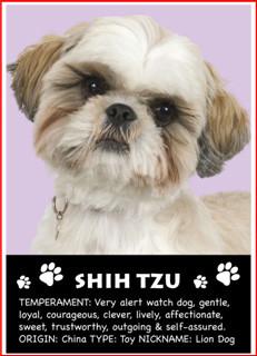 Shitzu Magnet