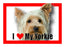 Yorkie Magnet