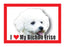 Bichon Frise Magnet
