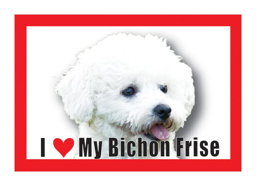 Bichon Frise Magnet