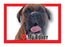 Boxer Magnet