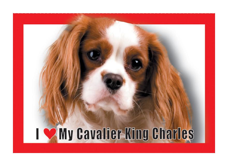 Cavalier King Charles Magnet