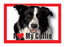 Collie Magnet