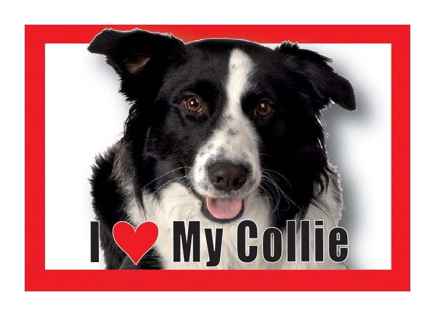 Collie Magnet