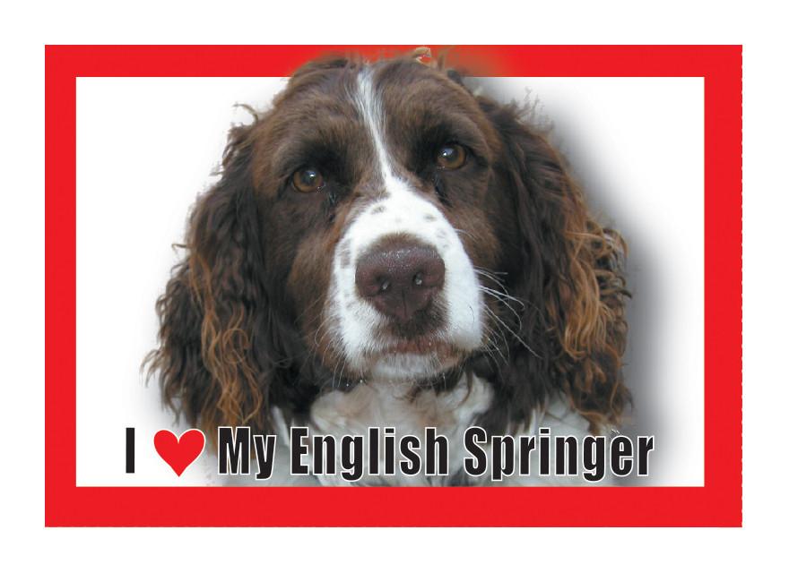 English Springer Magnet