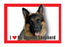German Shepard Magnet